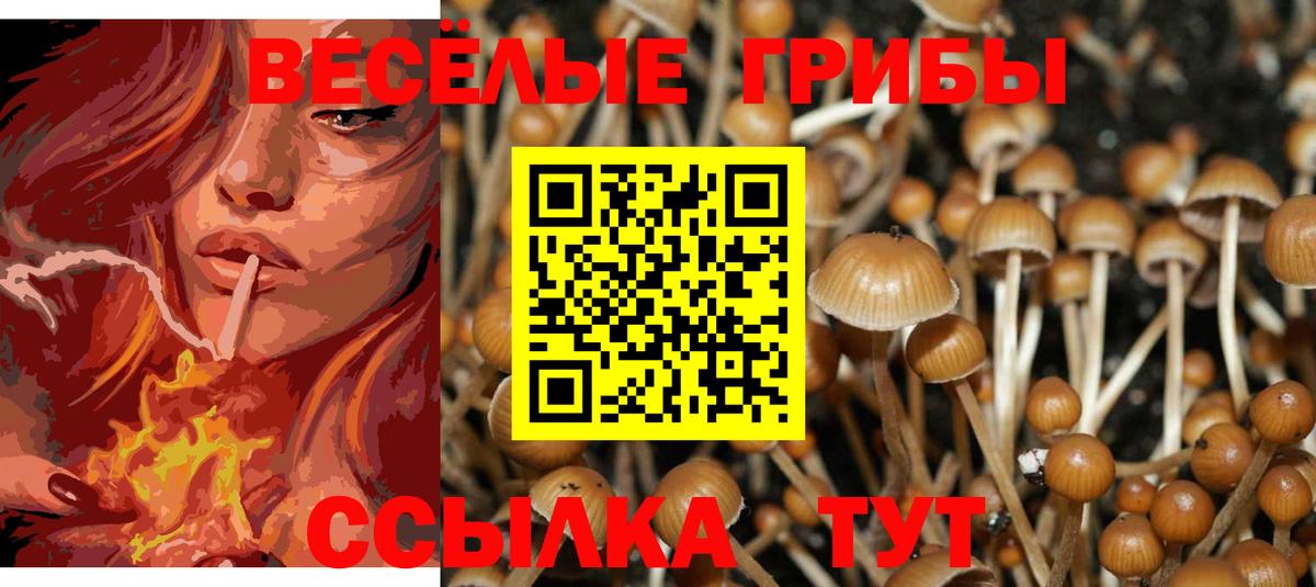 Псилоцибиновые грибы Psilocybine cubensis Чебаркуль